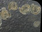 Dactylioceras Ammonite Cluster - Posidonia Shale #50874-1